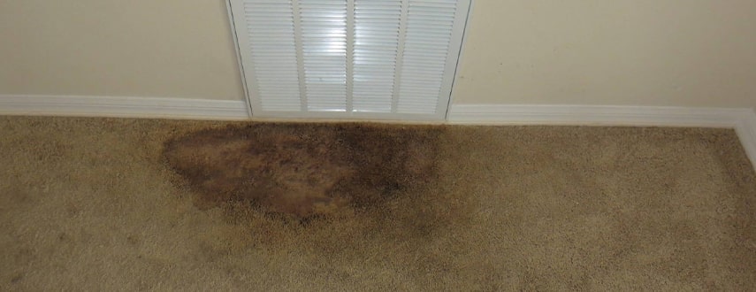 carpet mould damage removal brisbane