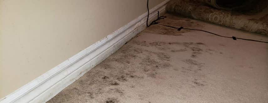 carpet mould treatment and removal